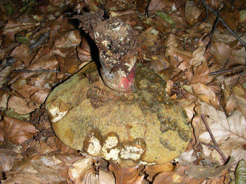 Boletus da confermare in cond.precarie fotog.il 18.06.2010.