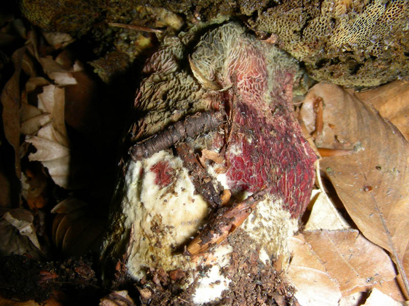 Boletus da confermare in cond.precarie fotog.il 18.06.2010.