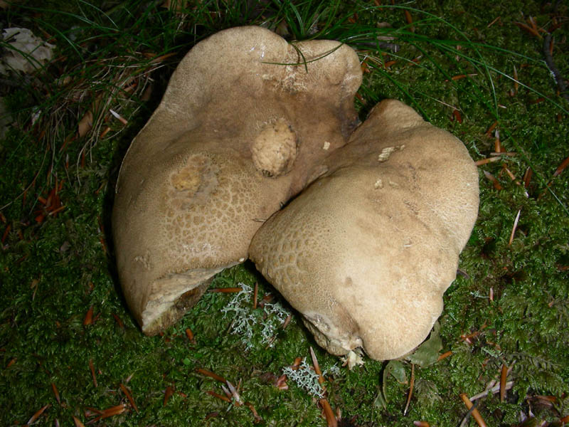 Boletus da confermare in cond.precarie fotog.il 18.06.2010.