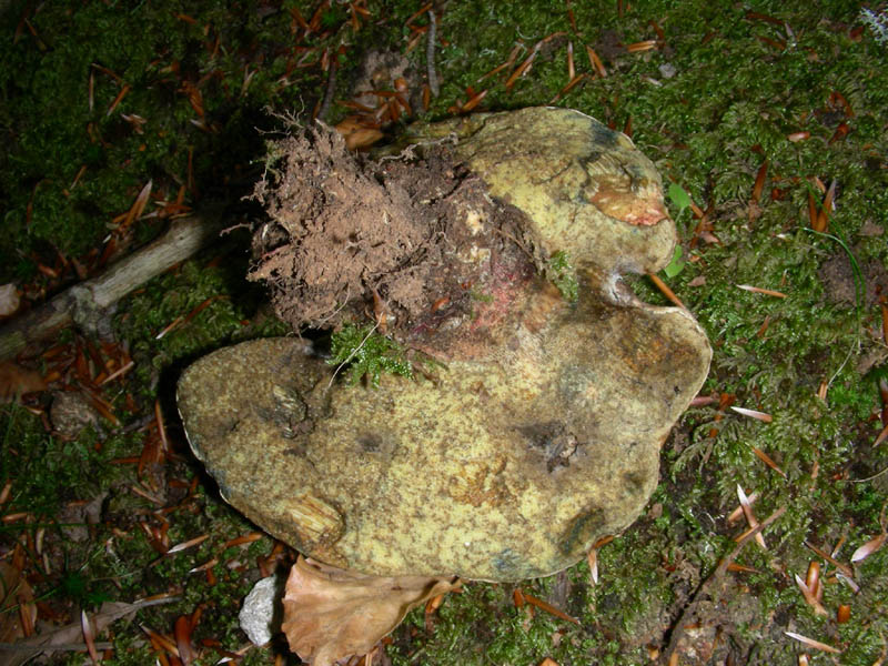 Boletus da confermare in cond.precarie fotog.il 18.06.2010.