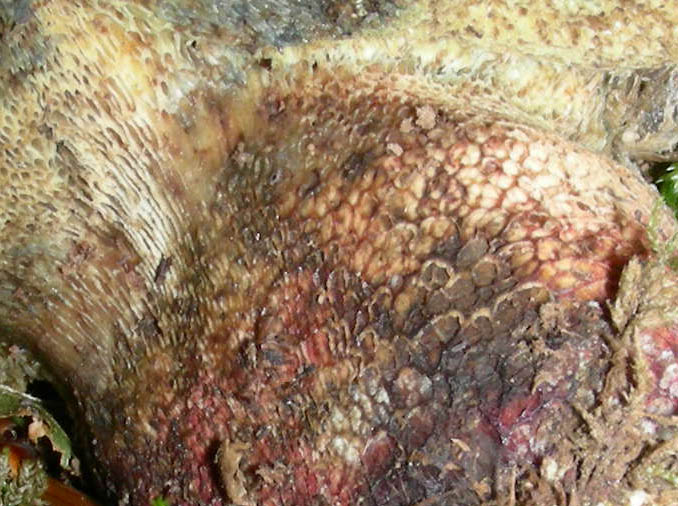 Boletus da confermare in cond.precarie fotog.il 18.06.2010.