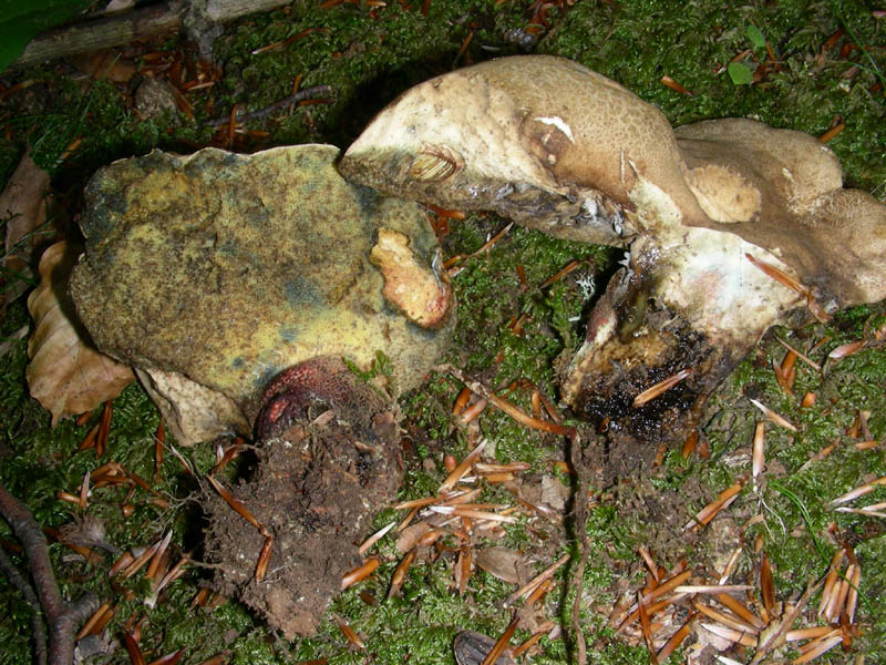 Boletus da confermare in cond.precarie fotog.il 18.06.2010.