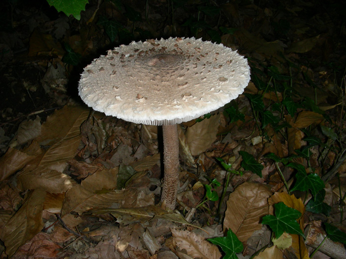 Macrolepiota procera.