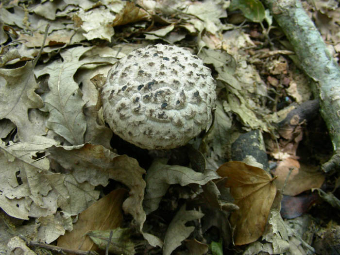 Strobilomyces strobilaceus fotog. il 30.06.09.