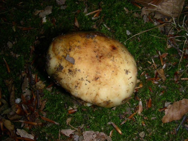 Russula foetens ?fotog. il 18.06.2010.