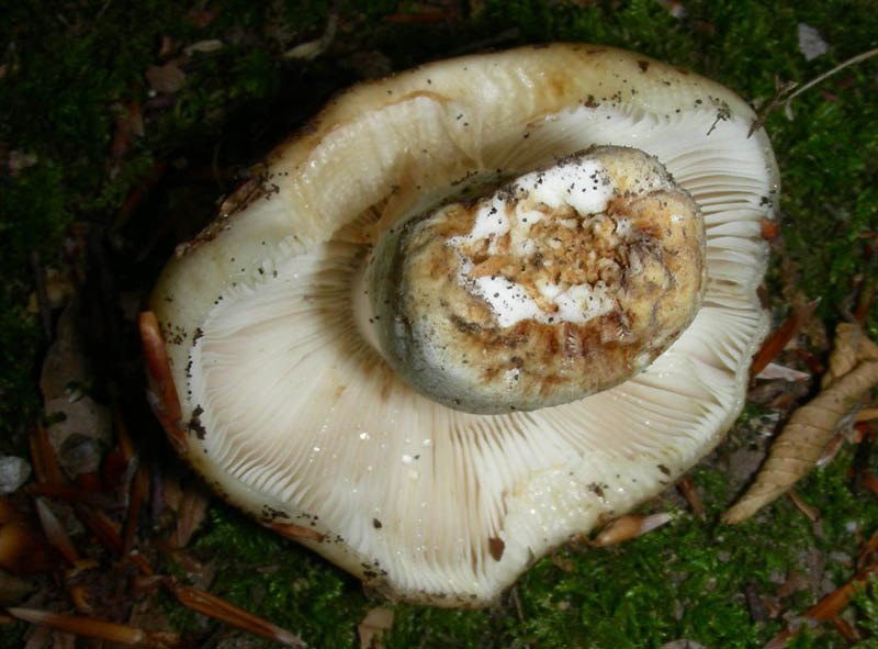 Russula foetens ?fotog. il 18.06.2010.