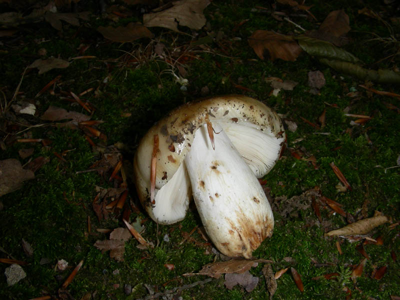 Russula foetens ?fotog. il 18.06.2010.