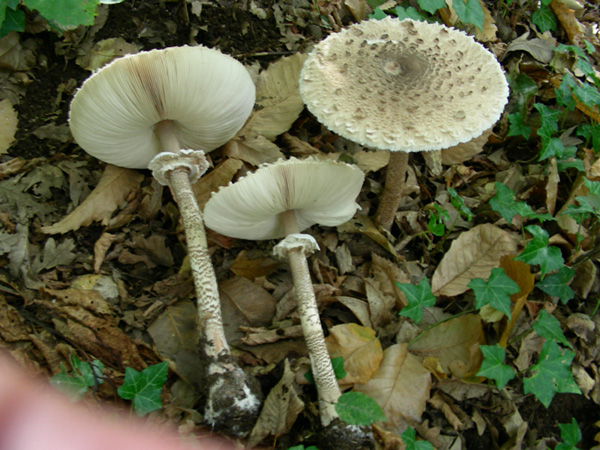 Macrolepiota procera.