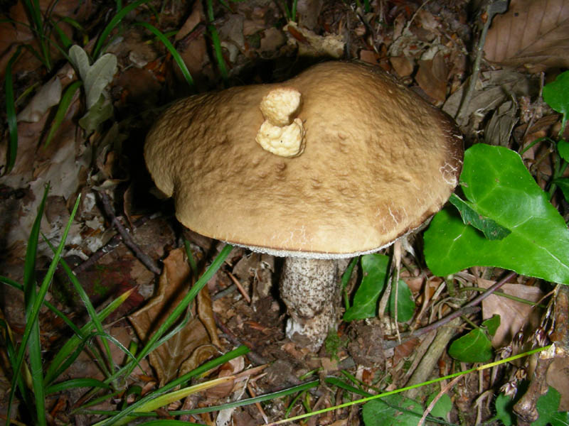 Boletus da confermare in cond.precarie fotog.il 18.06.2010.