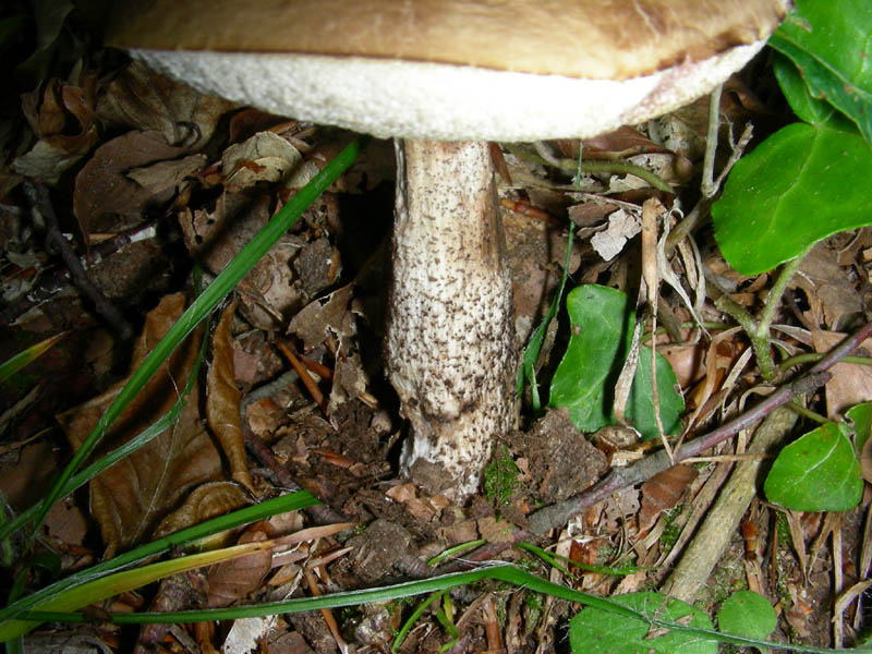 Boletus da confermare in cond.precarie fotog.il 18.06.2010.