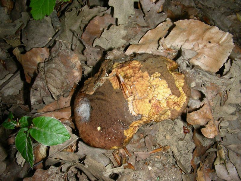 Boletus da confermare in cond.precarie fotog.il 18.06.2010.