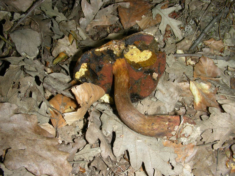 Boletus da confermare in cond.precarie fotog.il 18.06.2010.