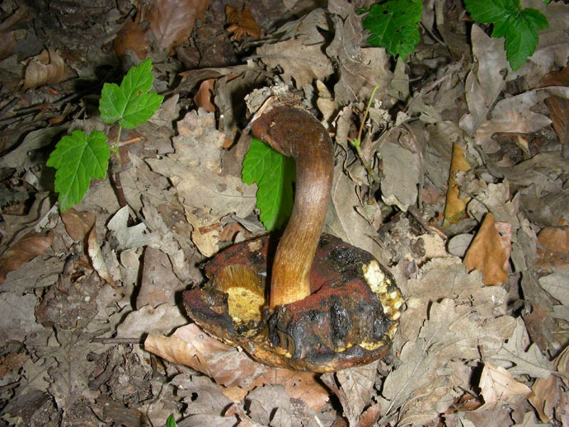 Boletus da confermare in cond.precarie fotog.il 18.06.2010.