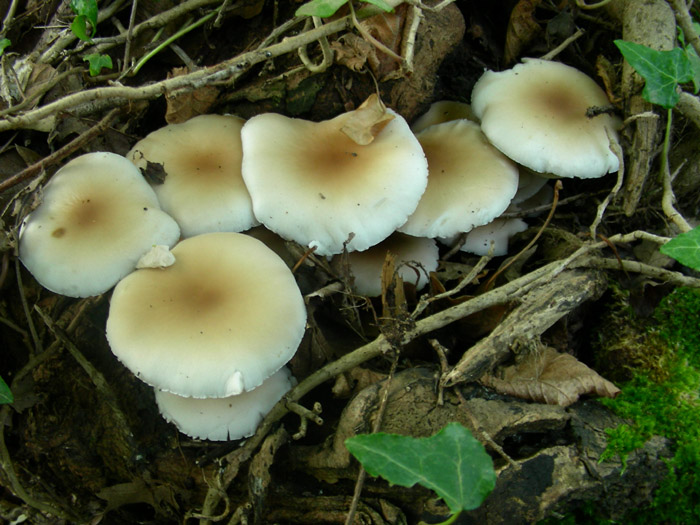 Agrocybe aegerita