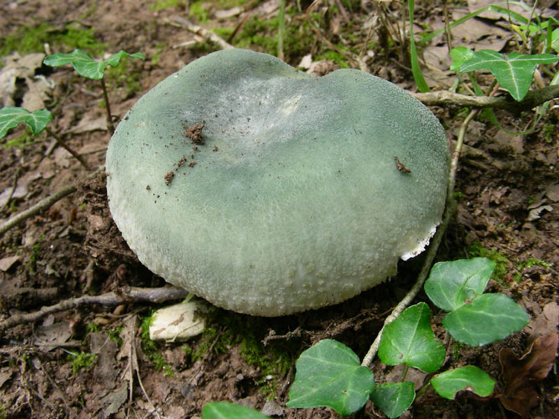 Russula virescens fotog. il 18.06.2010.