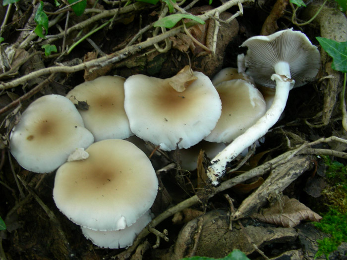 Agrocybe aegerita