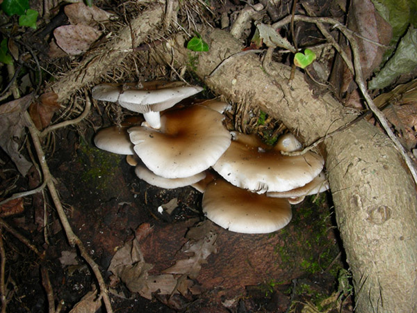 Agrocybe aegerita