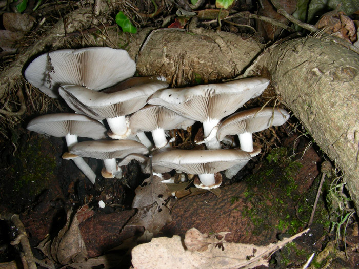 Agrocybe aegerita