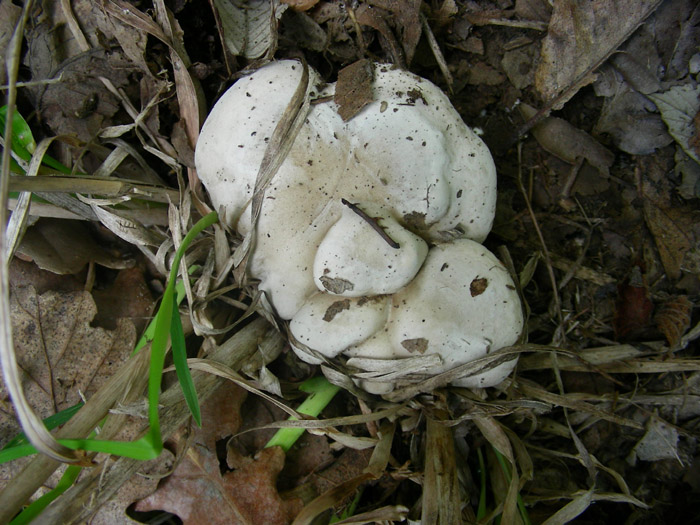 Clitopilus prunulus