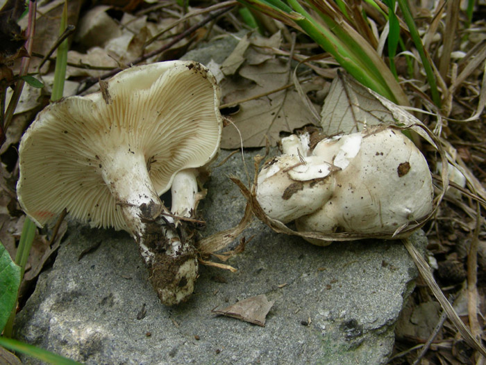 Clitopilus prunulus