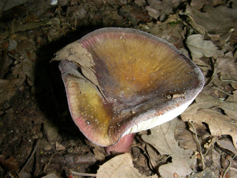 Russula fotog. il 18.06.2010.