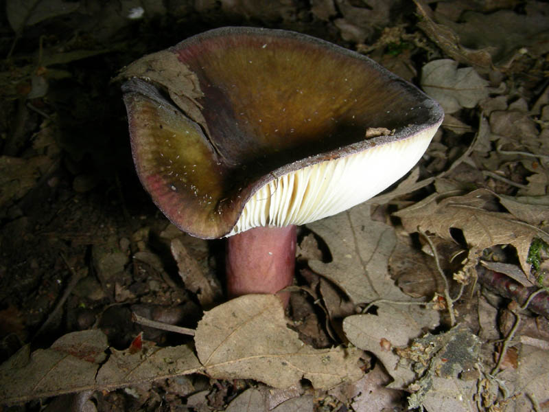 Russula fotog. il 18.06.2010.