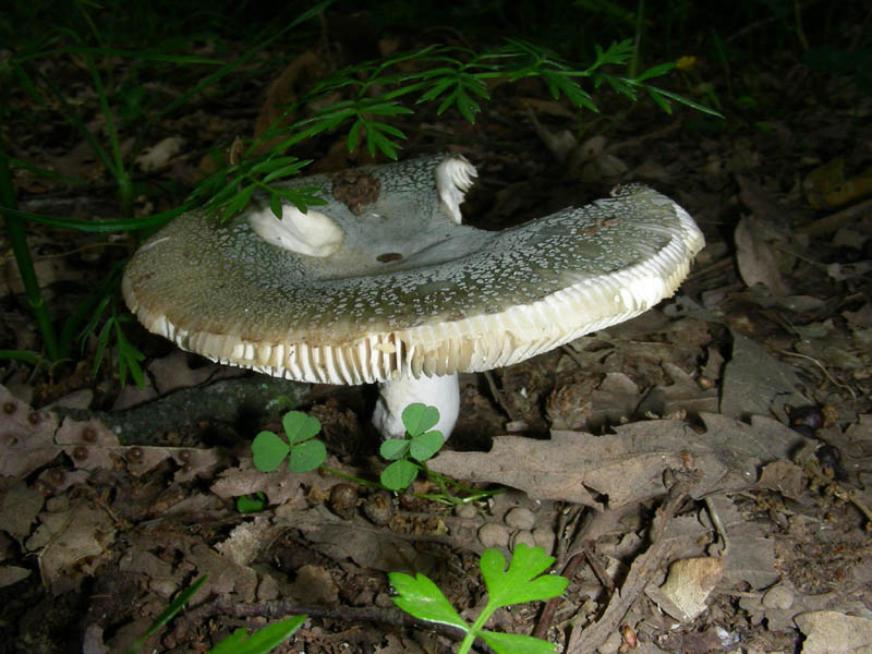 Russula virescens fotog. il 18.06.2010.