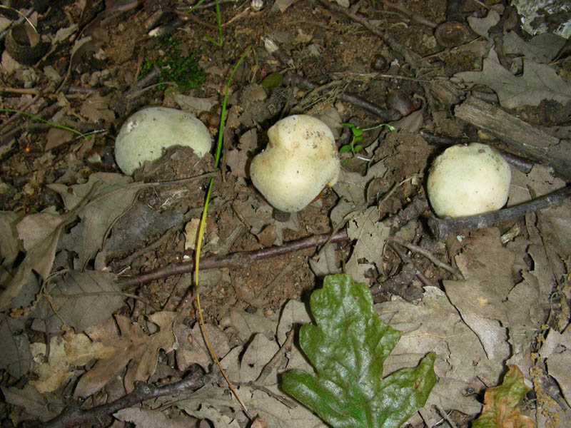 Russula virescens fotog. il 18.06.2010.