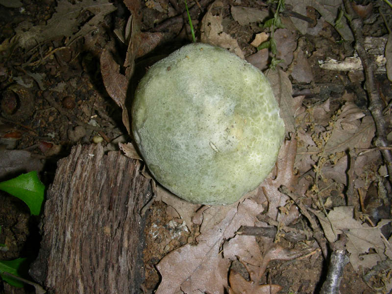 Russula virescens fotog. il 18.06.2010.