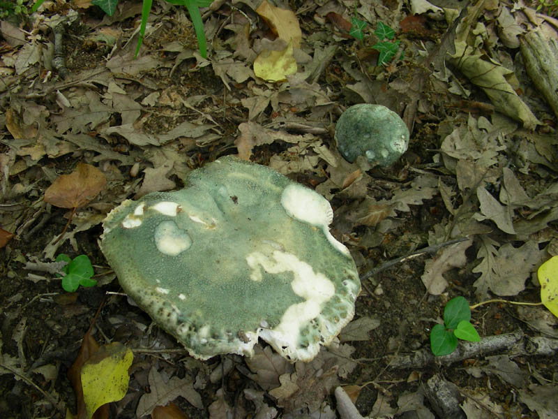 Russula virescens fotog. il 18.06.2010.