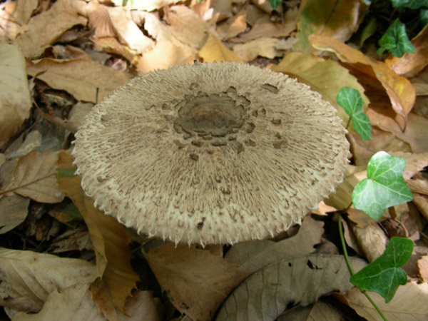 Macrolepiota procera.