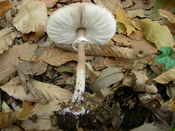 Macrolepiota procera.