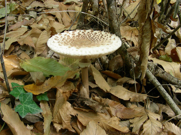 Macrolepiota procera.