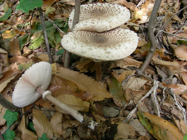 Macrolepiota procera.