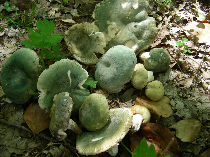 Russula virescens fotog. il 18.06.2010.