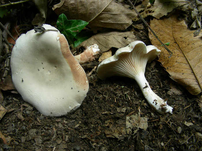 Clitopilus prunulus