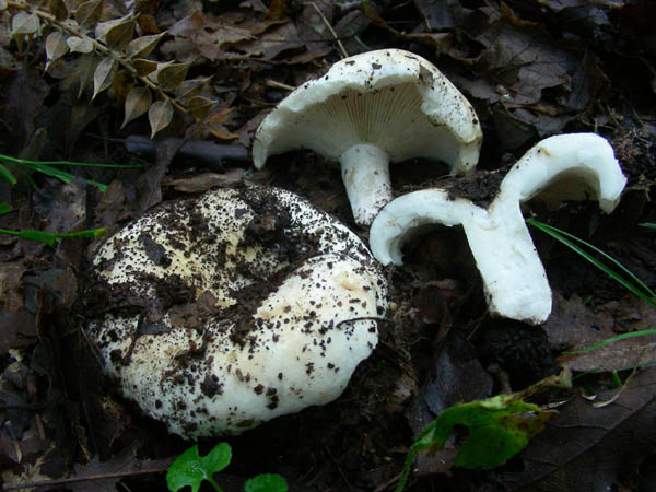 Ritrovamenti del 3/e del 7 luglio