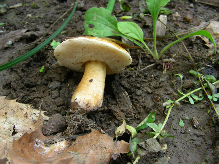 Gyroporus castaneus.