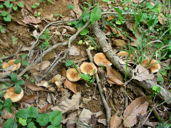 Paxillus involutus.