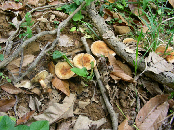 Paxillus involutus.