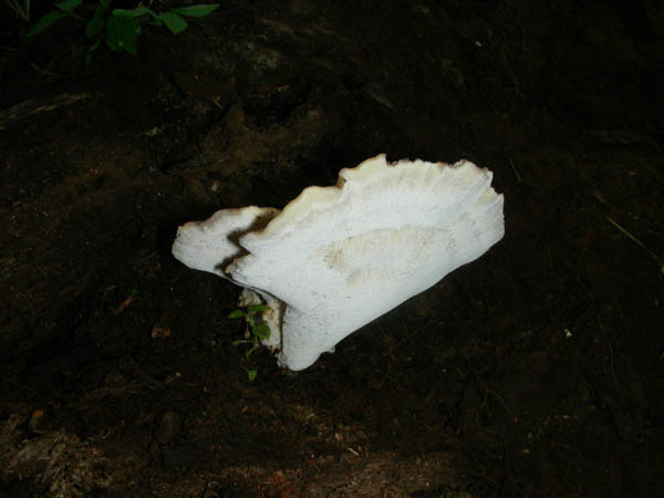 Fotografato il 03.06.09.