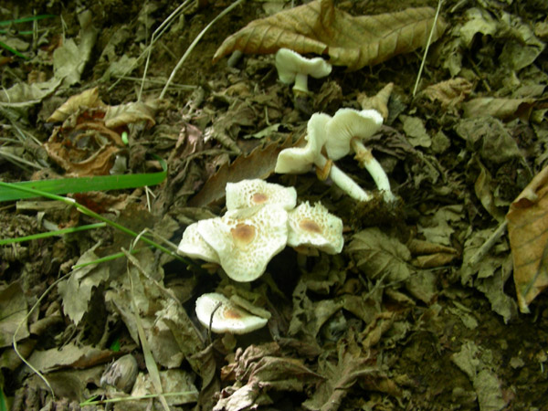 Lepiota serenus? (cfr. Lepiota lilacea/L. cristata)
