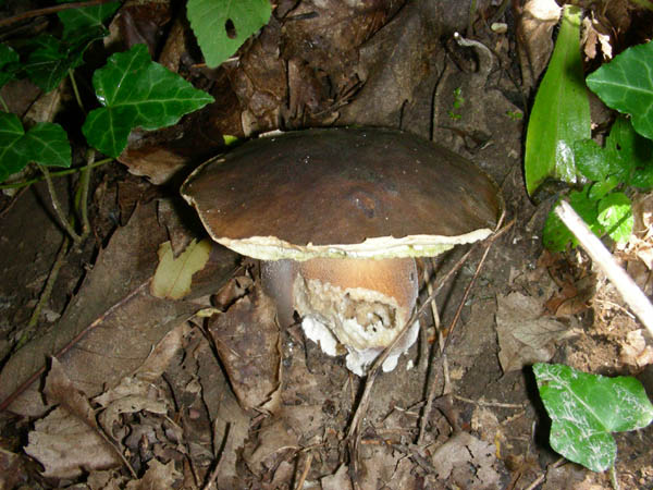 Ritrovamenti del 07.07.09. Boletus edulis.