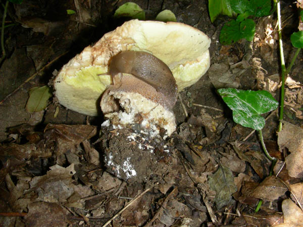 Ritrovamenti del 07.07.09. Boletus edulis.