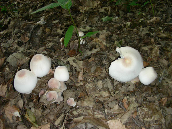 Agaricus fotog.07.07.09.