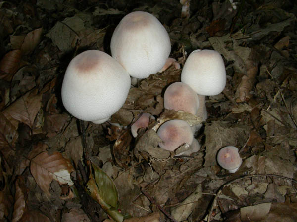 Agaricus fotog.07.07.09.