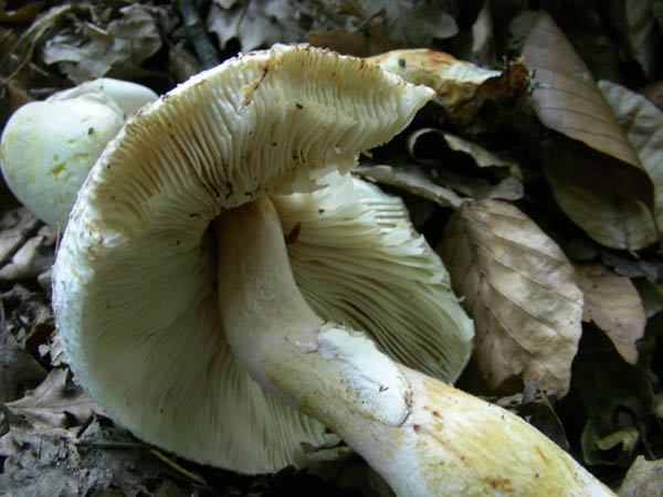 Agaricus fotog.07.07.09.