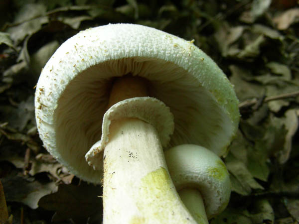 Agaricus fotog.07.07.09.