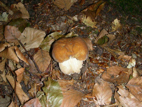 Ritrovamenti del 07.07.09. Boletus edulis.