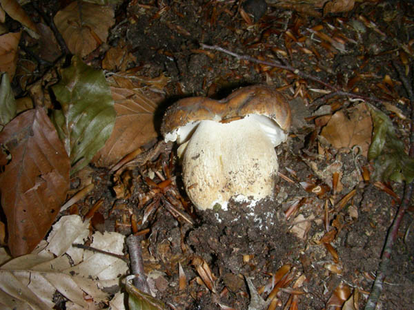 Ritrovamenti del 07.07.09. Boletus edulis.